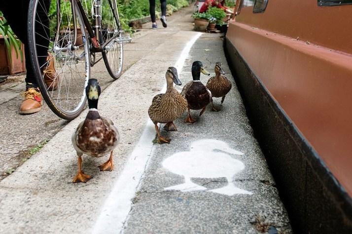 Découvrez pourquoi ces canards ont leur propre piste cyclable en Angleterre... Incroyable !