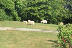 Les gentils moutons regardent la cabane